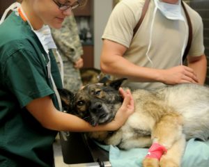 Hund bei Tierarztbesuch