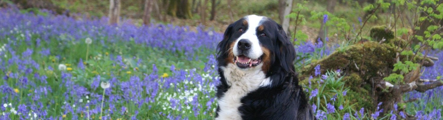 Bachblüten hund stress - Die hochwertigsten Bachblüten hund stress analysiert!