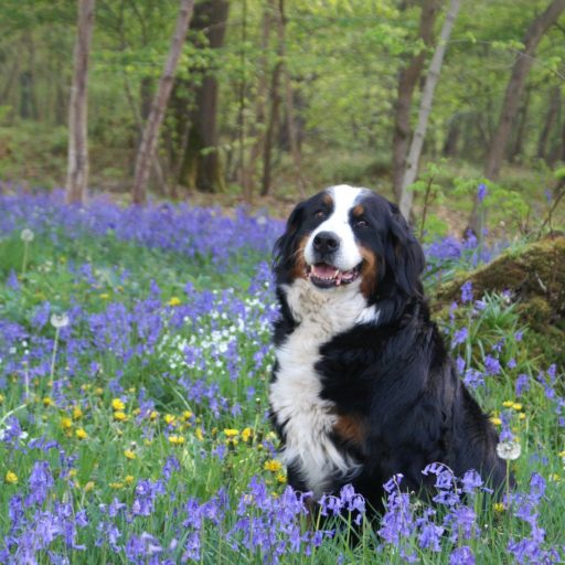 Uncategorized Archive Bachblüten für Hunde