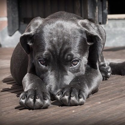 hund-aengstlich - Bachblüten für Hunde