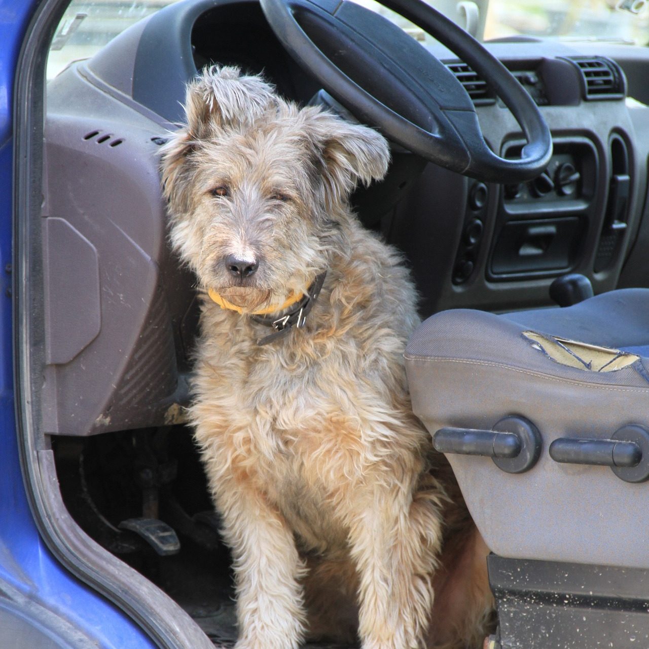 Anwendungsgebiete von Bachblüten bei Hunden welche Blütenmischung