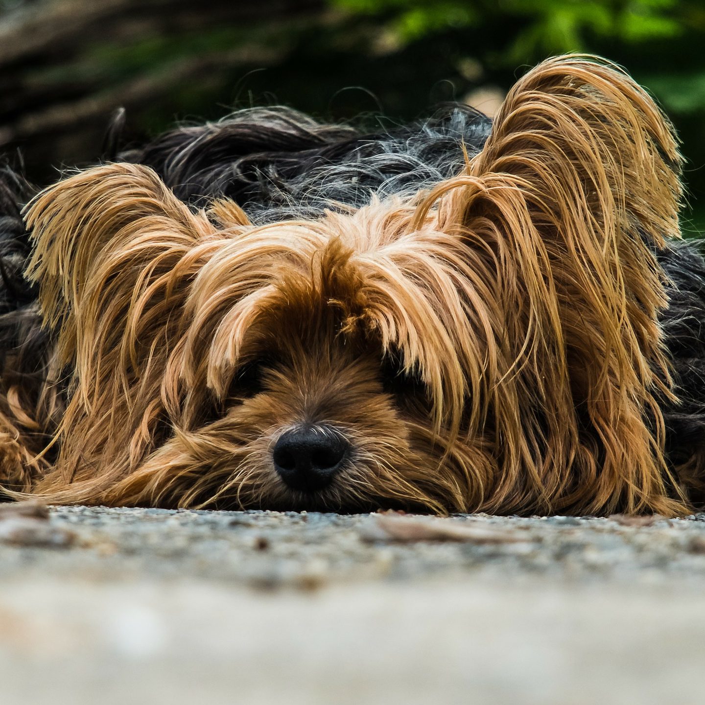 Anwendungsgebiete von Bachblüten bei Hunden welche Blütenmischung